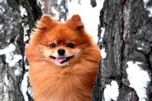 Pomerániai spitz bear típus - előnyök és hátrányok